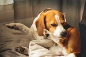 Beagle dog biting his itching skin on legs. Skin problem allergy reaction, mosquito bite or stress reaction concept.