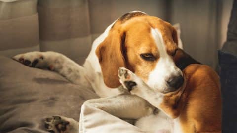 Beagle dog biting his itching skin on legs. Skin problem allergy reaction, mosquito bite or stress reaction concept.
