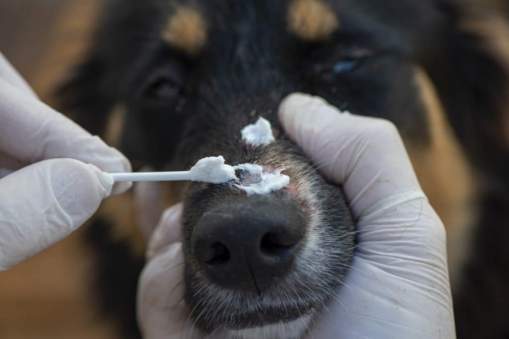 A dog with folliculitis receiving treatment 