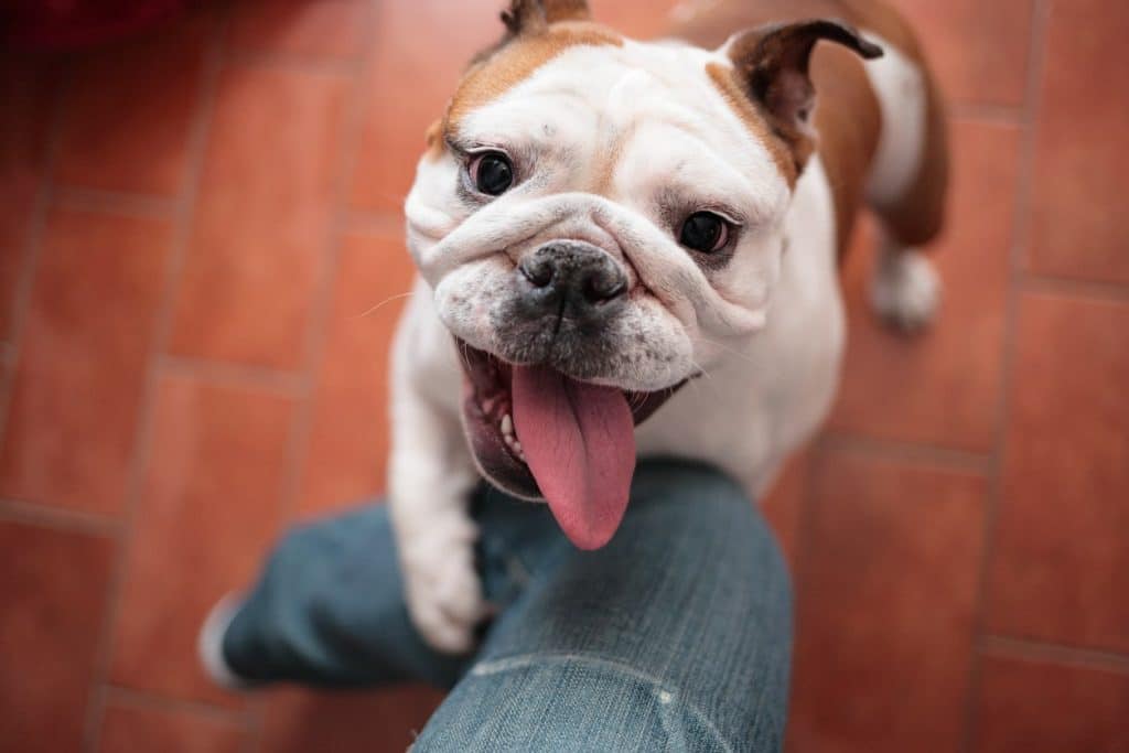 A cute dog clinging and following their pet parent