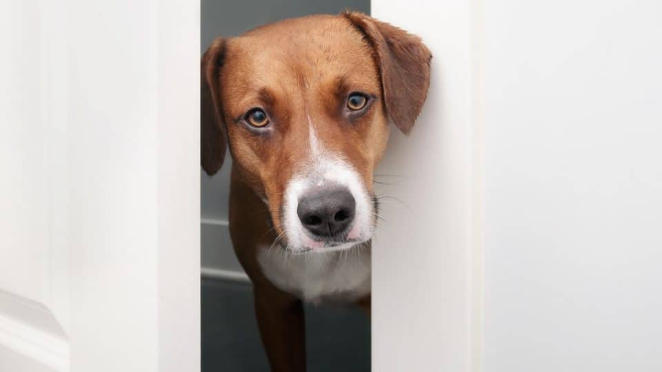 Dog pokes head through bathroom door
