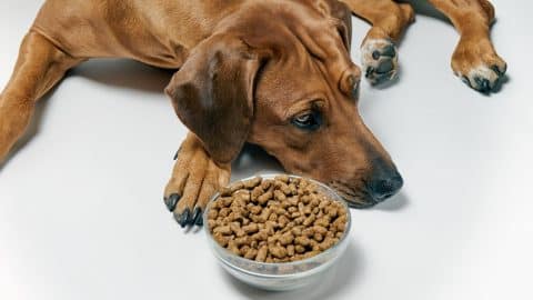 Dog laying near a bowl of dry kibble food. Dog doesn't want kibble. Unhealthy dog food concept.