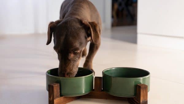 Dachshund eating from olive green bowl in kitchen