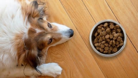 Dog looking at bowl of kibble on floor