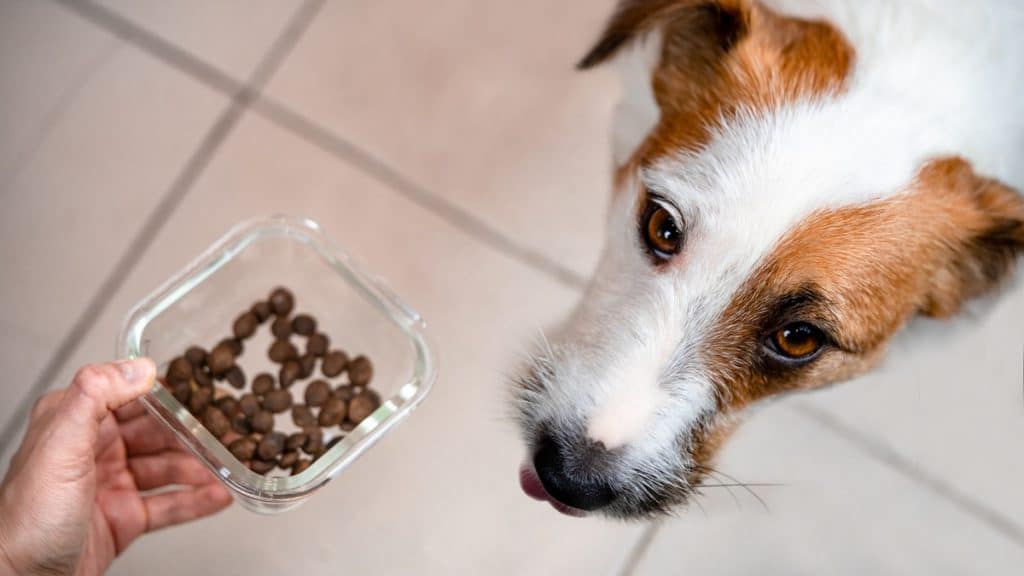 10 Best Food to Help an Underweight Dog Gain Weight