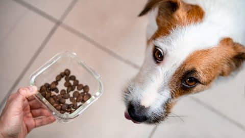 Jack Russell Terrier eating dry food
