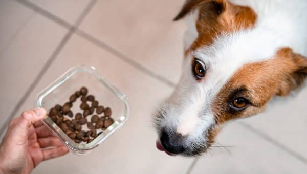 Jack Russell Terrier eating dry food