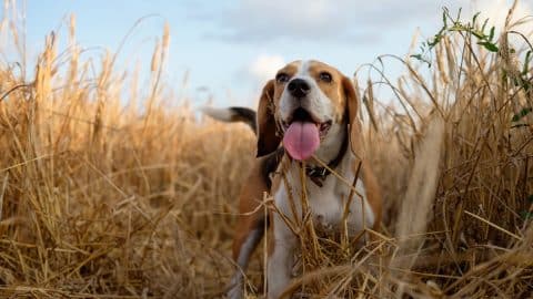 Dog portrait Beagle for a walk on a summer day in a wheat field among the ears