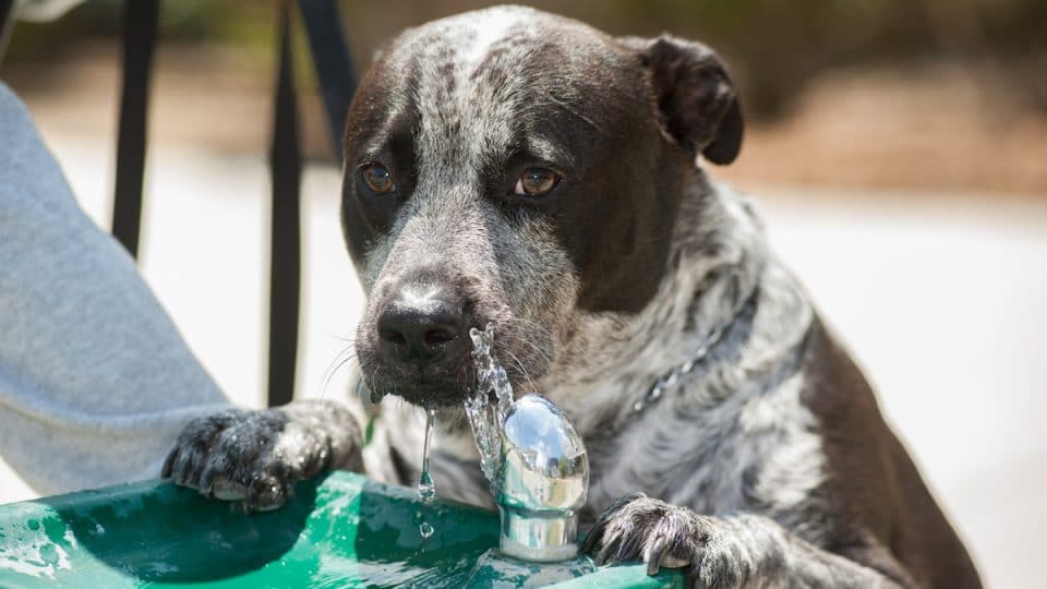 dog drinking from green water fountain outside