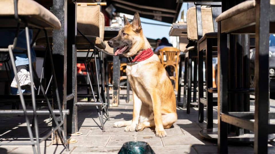 Dog sitting in an outdoor patio in a Las Vegas restaurant