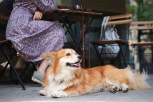Corgi sitting by owner's feet in a Chicago restaurant patio