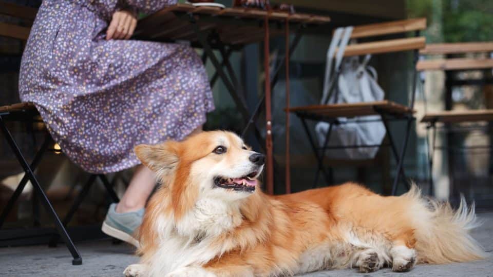 Corgi sitting by owner's feet in a Chicago restaurant patio
