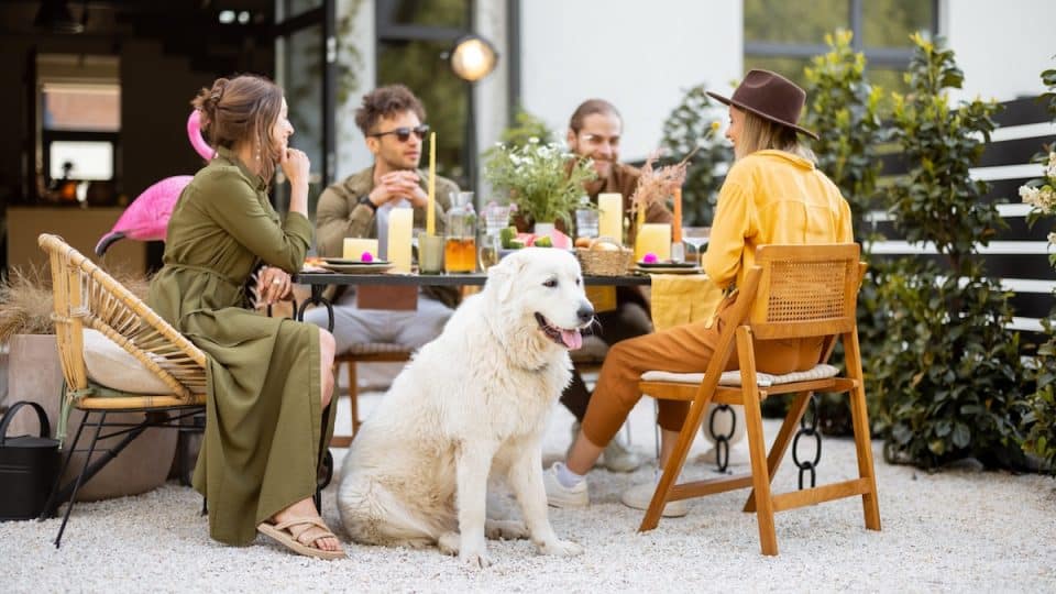 A group of young friends and dog have delicious dinner on patio