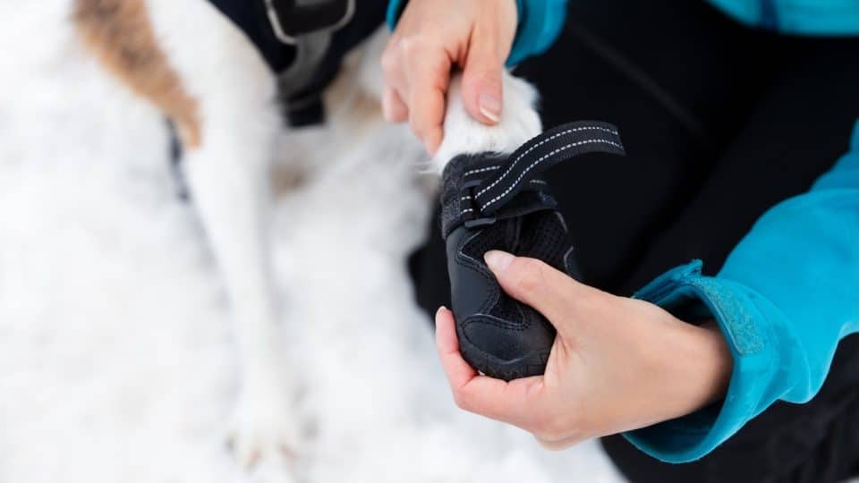 Woman helping put dog boots on a dog's paws in the snow