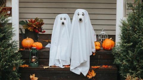 Dogs dressed up as ghosts