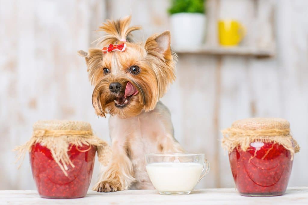 Un chien essayant de manger de la gelée de raisin.