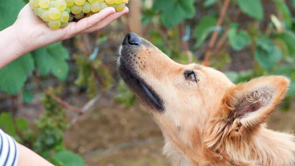 A dog smelling grapes
