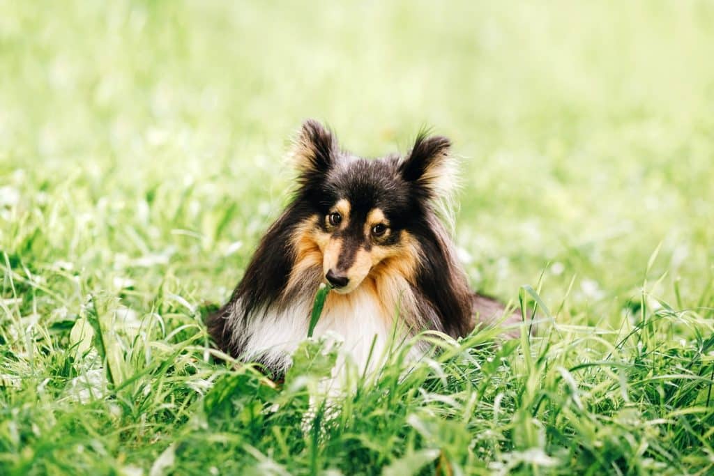 Puppy outside eating grass