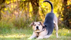A Hound x Shepherd mixed breed dog stretching in a play bow position outdoors