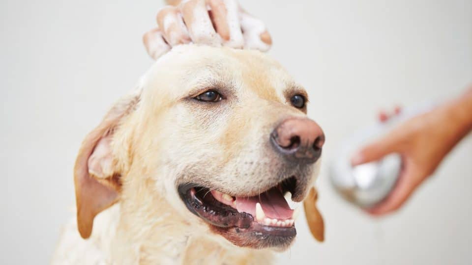 Yellow Lab getting bath in tub