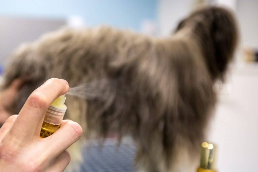 Pet Groomer Spraying a Dog Hair Care Oil.