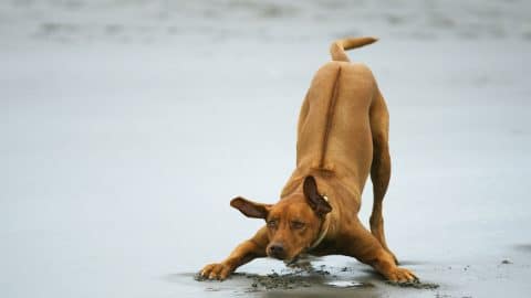 Rhodesian Ridgeback dog with hackles showing playing on beach
