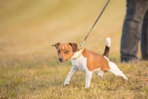 Dog pulling on leash