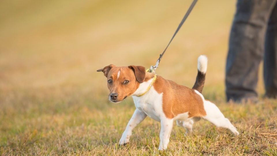 Dog pulling on leash
