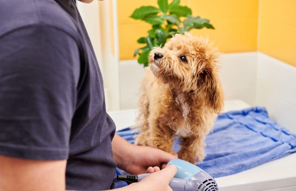 Cute and Clean Young Curious and Happy Maltipoo on a Towel Being Pampered with a Fan in a Colorful Bathroom at Home by a Young Adult