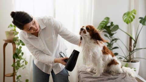 Woman blow drying cute Cavalier King Charles Spaniel