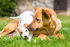 Dog and puppy playing together in grass