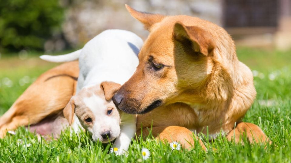 Dog and puppy playing together in grass