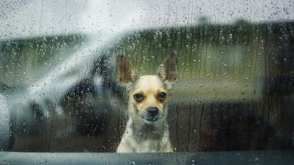 What To Do When Your Dog Hates Going Out in the Rain