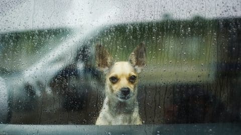 little Chihuahua looking through car glass on a rainy day