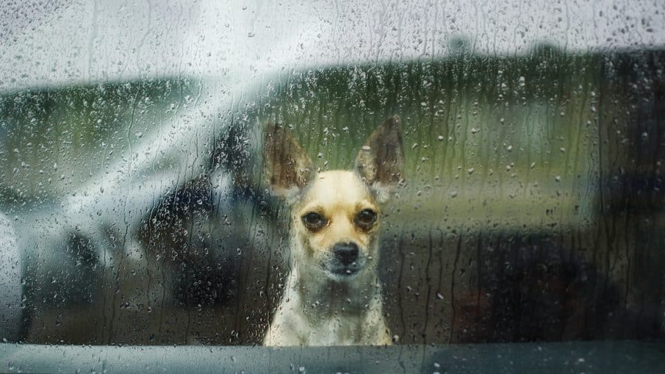 little Chihuahua looking through car glass on a rainy day