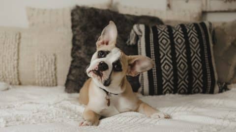 A dog with vestibular disease tilting their head