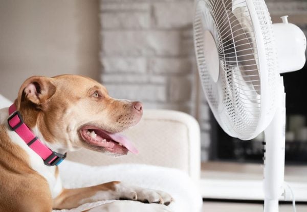 Dog sitting in front of fan panting
