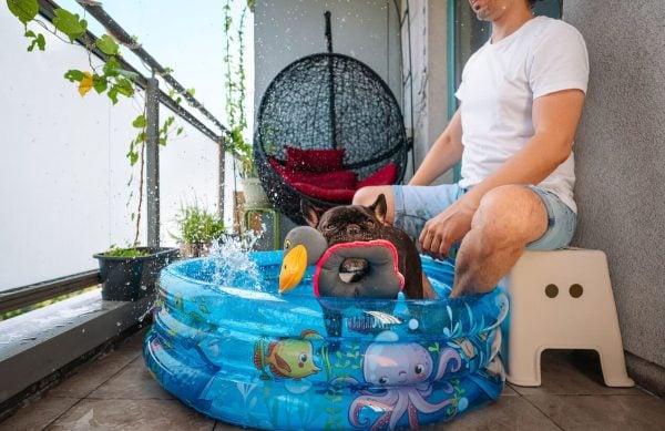 French Bulldog in wading pool on patio