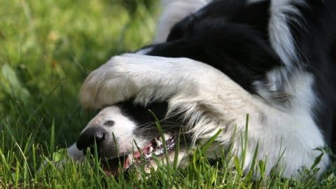 Cute border collie playing game - can't see you