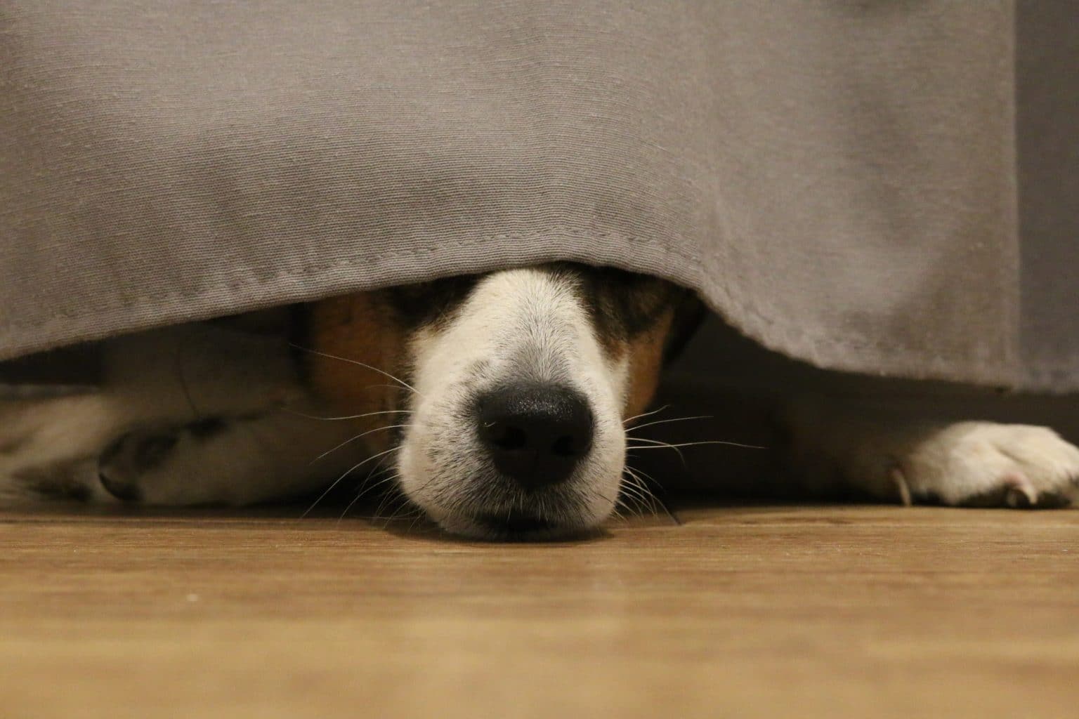 4 Reasons Your Dog Sleeps Under Your Bed & How To Stop It