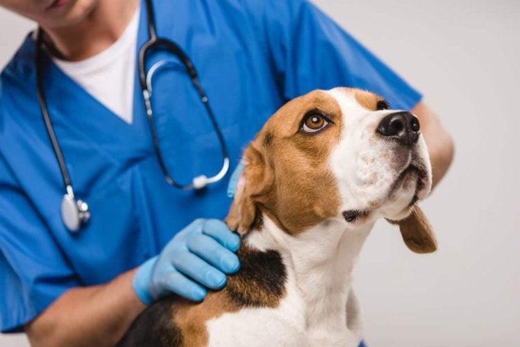 Vet examines Beagle by checking their neck