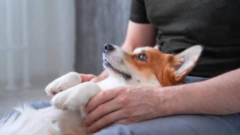 A dog relaxing during a hypnosis session