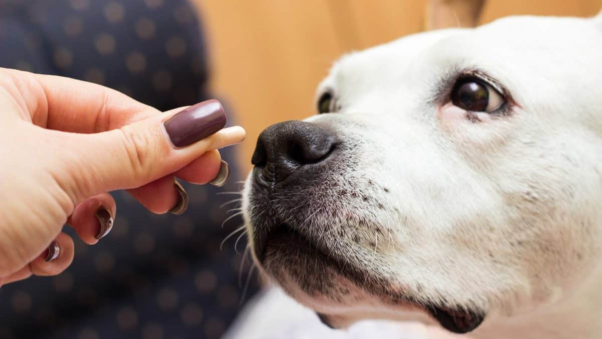 Ibuprofen Poisoning in Dogs Symptoms, Treatment & More