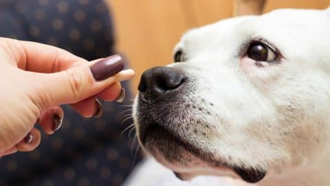 Pet parent giving their dog ibuprofen
