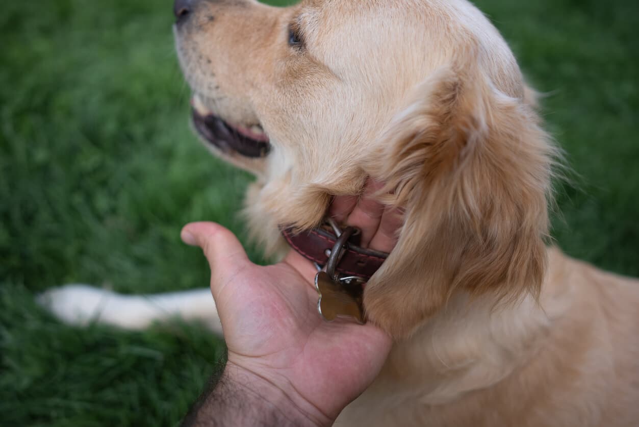 What Should I Put on My Dog's ID Tag? 11 Ideas and Tips