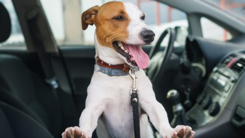 Jack Russell sitting in front seat of car looking out