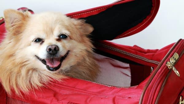 small fluffy dog peeking out of top of red carrier