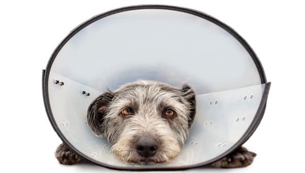 dog wearing plastic cone