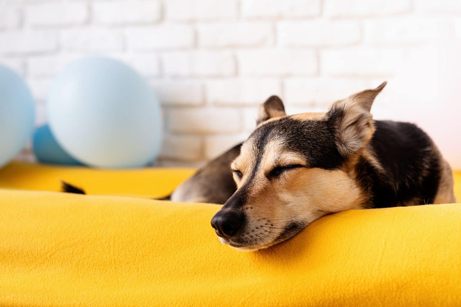 Vestibular Disease in Dog Symptoms & Treatments