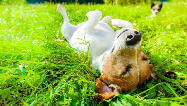 Jack Russell lying on back on grass in sun